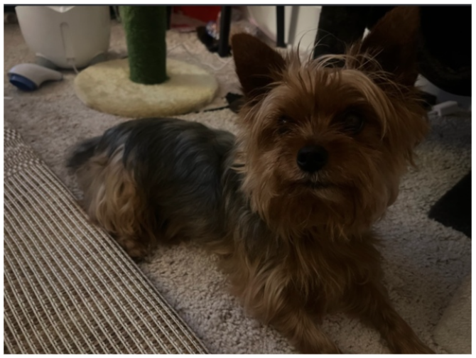 Lost Pet - Jerry