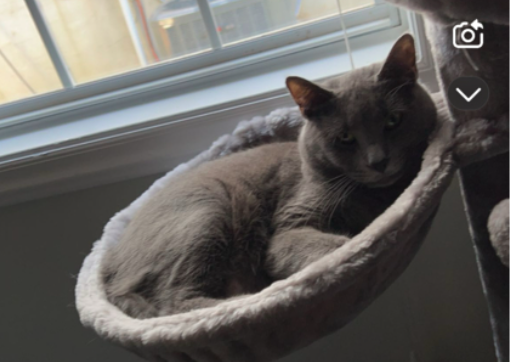 Lost Pet - Cornelius
