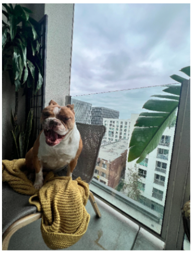 Lost Pet - Ava